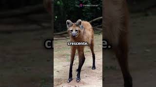 Os Animais que Correm Risco de Extinção no brasil [upl. by Eelrebmik]