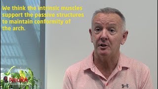 Prof Andrew Creswell talks about the intrinsic muscles of the foot [upl. by Vardon]