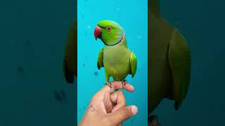 shorts cutebirds parrot [upl. by Janette]