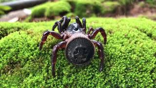 Cyclocosmia Ricketti Spiders 7 spider cyclocosmiaricketti tarantula [upl. by Leffen]