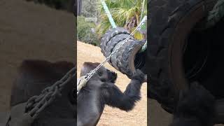 Gorilla goes nuts on peanut butter [upl. by Sherard245]