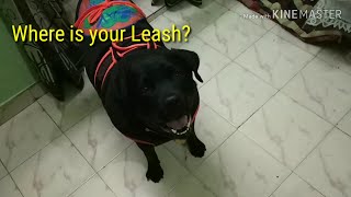 Black Labrador  Funny reaction before going for walk  INDIAN DOGS  ONLY PET LOVER [upl. by Waverley]