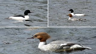 Goosander Common Merganser  Male and Female in Breeding Plumage [upl. by Ika]