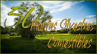 50 Plantas Silvestres Comestibles [upl. by Nylasoj]