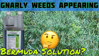 Seeing Increased Weeds amp … Bermuda Let’s Review Fusilade ll [upl. by Alard232]