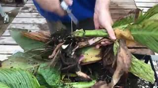 Storing Tubers Bulbs Corms Rhizomes  Parkway Garden Centre [upl. by Darcee]