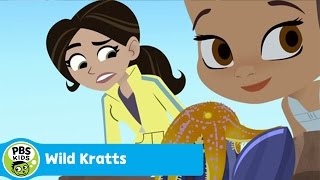 WILD KRATTS  Barnacle Powers  PBS KIDS [upl. by Earlene]