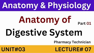 Anatomy of Digestive System  Pharmacy Technician  Anatomy and Physiology [upl. by Shadow147]