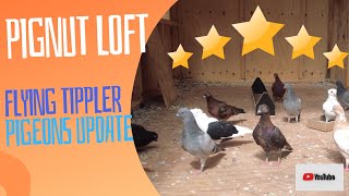 Flying Tippler Pigeon Update  Pignut Loft [upl. by Ainsworth]