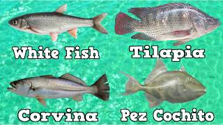 4 PESCADOS ESCLUSIVOS PARA UN BUEN CEVICHE [upl. by Choong]