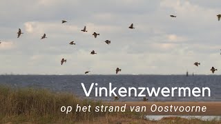 Vinkenzwermpjes op het strand van Oostvoorne 1091 [upl. by Jessi]