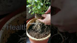 Repotting Techniques for Healthy Plants [upl. by Dar]