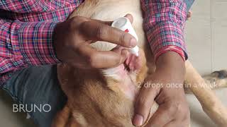 25  Treating ear infection of Labrador Puppy  Part 1  Age 146 Days  Pomisol Ear Drops [upl. by Aissak280]