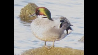 Falcated Duck Mareca falcata Bronskopeend Landtong Rozenburg ZH the Netherlands 19 Mar 2024 [upl. by Gignac]