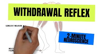 2Minute Neuroscience Withdrawal Reflex [upl. by Raquel]