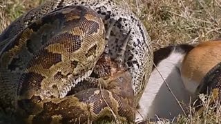 Python Eats Springbok Whole  Deadliest Showdowns  Earth Unplugged [upl. by Nyrhtac]