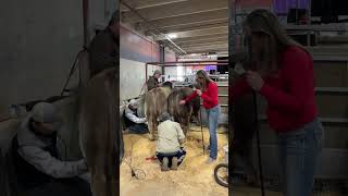 Clipping Cattle at the Fort Worth Stock Show [upl. by Nannoc]