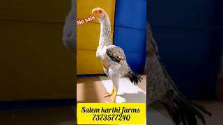 orginal kilimooku koli not sale beauty full hen 7373577240 [upl. by Courtund438]