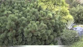 Pinus mugo Mugo pine [upl. by Avle]