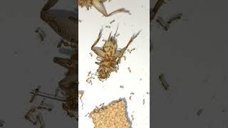 monomorium pharaonis ants antkeeping insects ameisen viralvideo [upl. by Yssep]