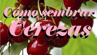 Cómo sembrar cerezas  Huerto Urbano Villarreal [upl. by Lindsy]