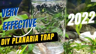 How to make ZERO cost Planarian Trap  FULL English [upl. by Latsyk497]