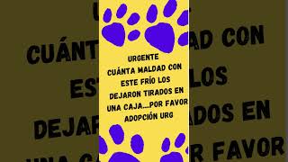 Perritos en adopción LONGCHAMPS [upl. by Melliw]