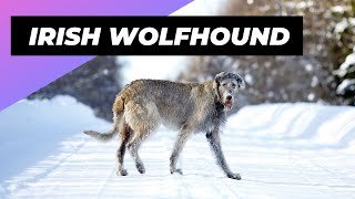 Irish Wolfhound 🐶 One Of The Tallest Dog Breeds In The World shorts [upl. by Eymaj]