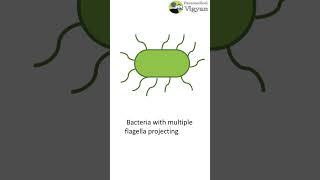 Classification of bacteria on the basis of flagella shorts short bacteria microbiology medical [upl. by Anialeh345]