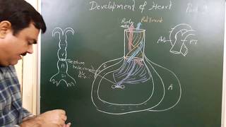 Development of Heart part 910 by Dr A K Singh [upl. by Shermie]