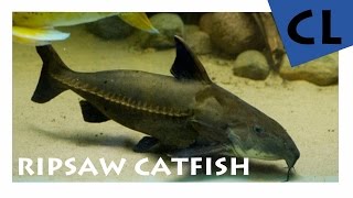 HD Ripsaw Catfish  Schwarzer Dornwels  Oxydoras niger  YOUAQUA CLASSIC [upl. by Jeffers]