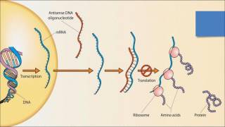 Antisense Therapy [upl. by Arratal]