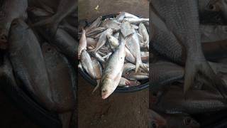 ଚିଲିକା ଇଲିସି ମାଛ 🥰🥰 chilikarani chilikalake fishing [upl. by Aun]