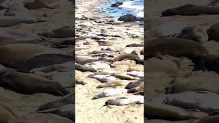 Elephant Seals near Piedras Blancas wildlife california [upl. by Dulcy]