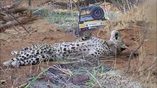 Okonjima Plains Camp Namibia Amewi RCX10 Toyota LC 70 [upl. by Hiltan]