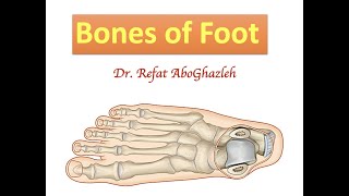 Bones of Foot [upl. by Dimphia]