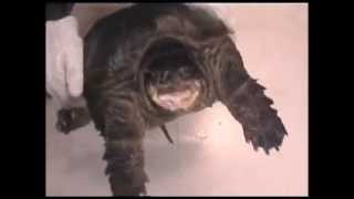 カミツキガメ アタック Big Mexican snapping turtle snaps [upl. by Christean979]