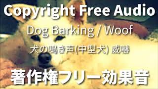 著作権フリー効果音 犬の鳴き声（威嚇） 中型犬老犬が威嚇で吠える声 わんわん [upl. by Janetta]