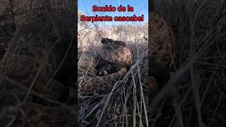 sonido de serpiente cascabel [upl. by Esorbma]