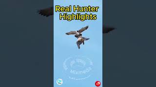 Real Hunter Highlights  Amazing footage  Hungry bald eagle youtubeshorts viralvideo ytshorts [upl. by Euqinomad]