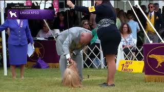 Lhasa Apsos  Breed Judging 2022 [upl. by Roman]