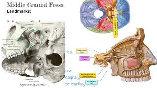 Foramen Ovale with Mnemonics for Transmission  Head and Neck Anatomy [upl. by Brier]