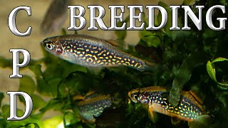 How to breed Celestial Pearl Danios Danio margaritatus [upl. by Audley706]