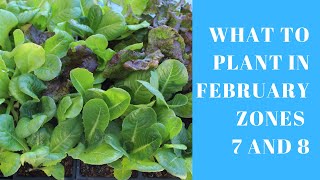 What to Plant in February if you live in Zones 7 and 8 [upl. by Drageruaeb]