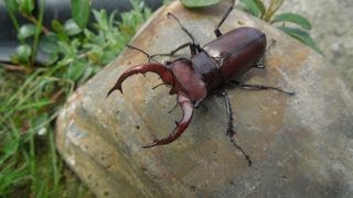 Lucanus elaphus  Stag Beetle  Hirschkäfer [upl. by Blandina236]