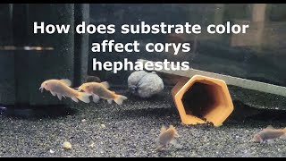 How does substrate color affect corys  hephaestus [upl. by Onahpets]