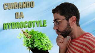 Como cuidar da planta Hydrocotyle Sibthorpioides de aquario [upl. by Neik909]