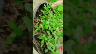 Portulaca plant ☘️ short videoall colours portulaca plantmylovelygarden [upl. by Nastassia]