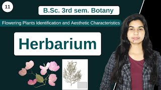 Herbarium  B Sc 3rd sem Botany [upl. by Treharne]