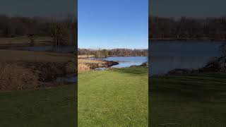 Geese on tee box at 16th [upl. by Normac]